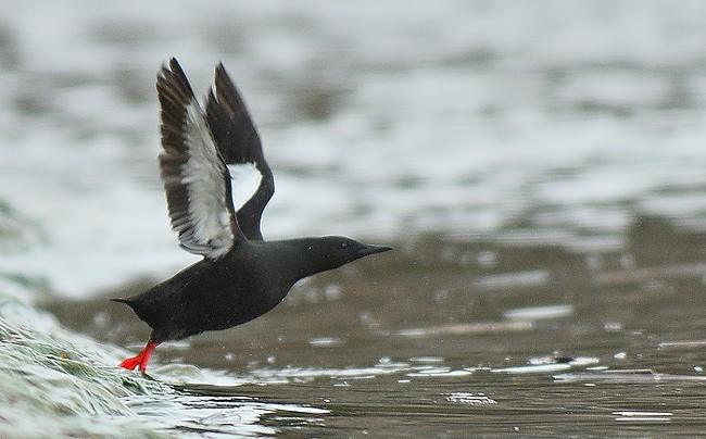 Guillemot  miroir juvnile