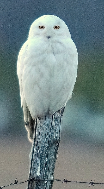 Harfang des neiges