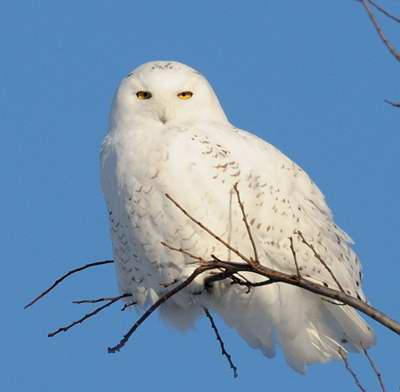 Harfang des neiges (Photo L. De Serres )