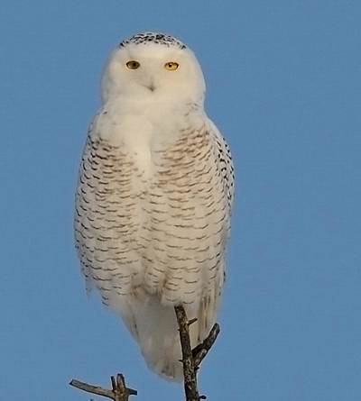 Harfang des neiges (femelle ou juvnile)