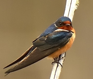 Hirondelle rustique (Photo J-P. Milot )