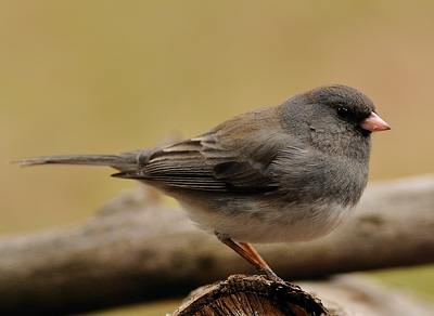 Junco ardois