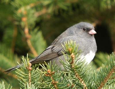 Junco ardoisé