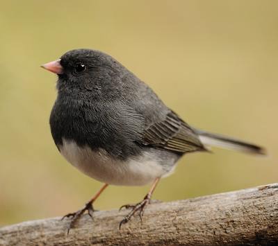 Junco ardois