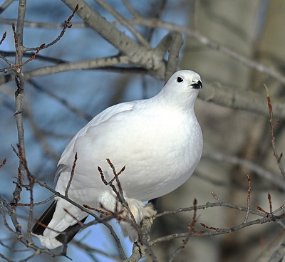 Lagopde des saules