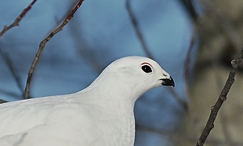 Lagopde des saules (mle)