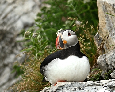 Macareux moine (Photo J. Simard )