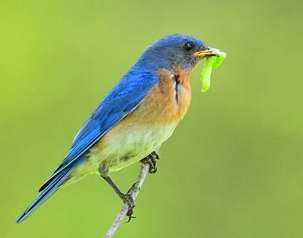 Oiseaux Bleus