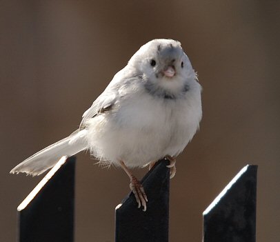 Mésange à tête noire leucistique