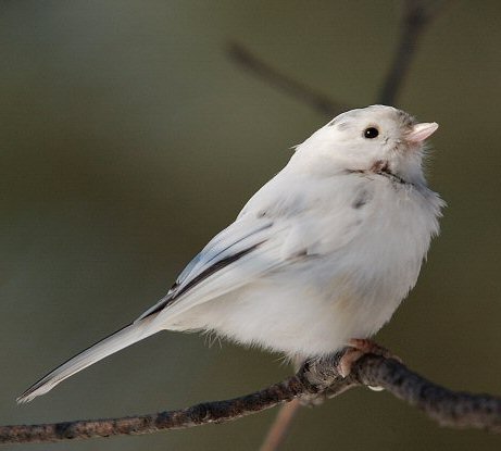 Mésange à tête noire leucistique