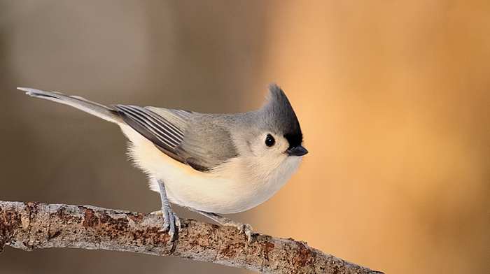 Mésange bicolore