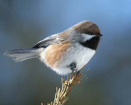 Mésange à tête brune