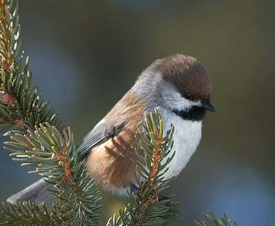 Mésange à tête brune