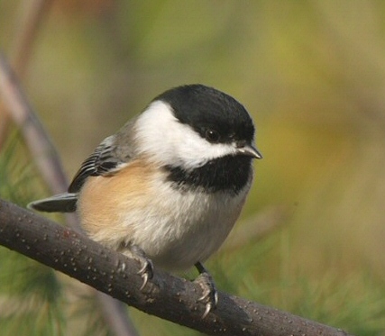 Mésange à tête noire