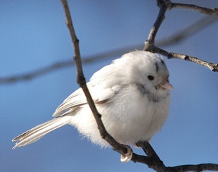 Mésange leucistique