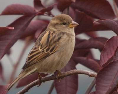 Moineau domestique (femelle)