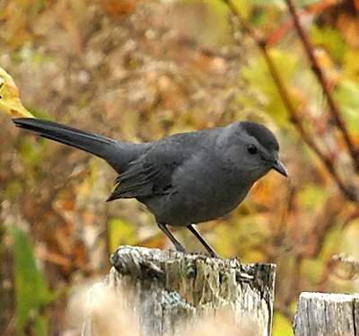 un oiseau Martin 02 janvier trouvé   par  Ajnc Moqueur_chat2