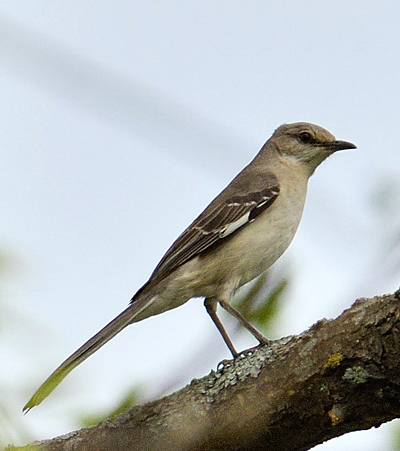 un oiseau Martin 06 Novembre trouvé par Martine Moqueur_polyglotte1