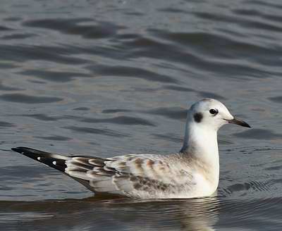 Mouette de Bonaparte (immature)