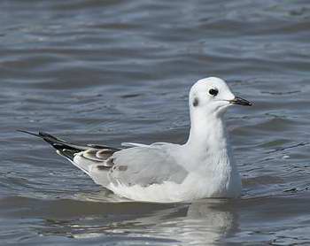 Mouette de Bonaparte