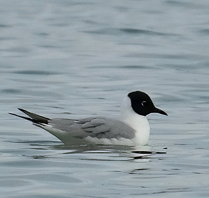 Mouette de Bonaparte