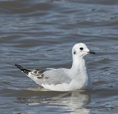 Mouette de Bonaparte