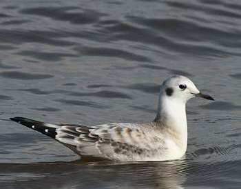 Mouette de Bonaparte (juvnile)