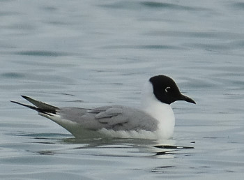 Mouette de Bonaparte