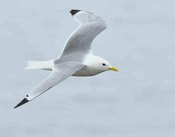 Mouette tridactyle