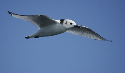 Mouette tridactyle (immature)