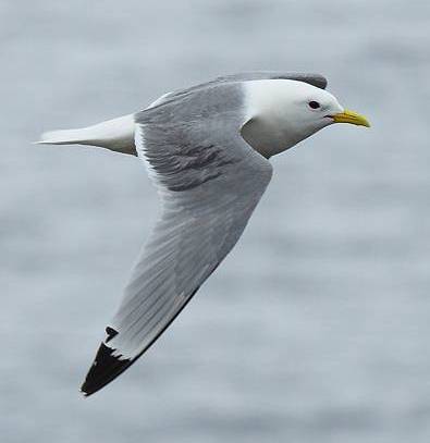 Mouette tridactyle