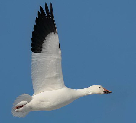 A beautiful moment with snow geese (Sorry, it&#039;s not my photo)