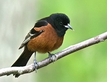 Oriole des vergers