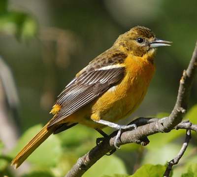 Oriole de Baltimore (femelle)