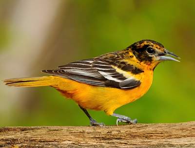 Oriole de Baltimore immature