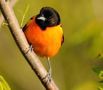 Oriole de Baltimore