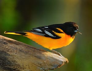 Oriole de Baltimore