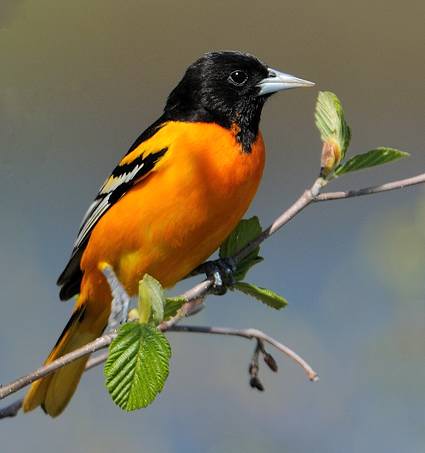 Oriole de Baltimore