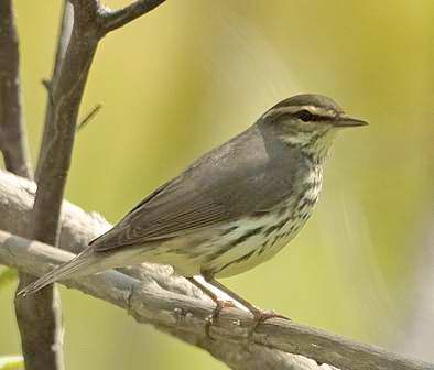 Paruline des ruisseaux