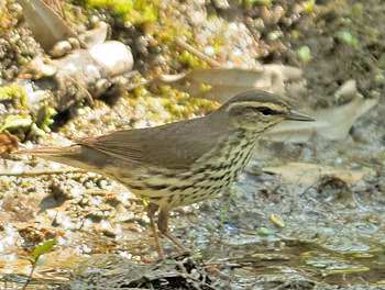 Paruline des ruisseaux