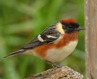 Paruline  poitrine baie