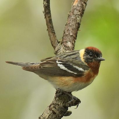 Paruline  poitrine baie