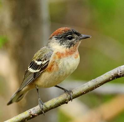 Paruline � poitrine baie