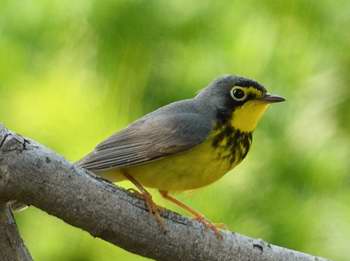 Paruline du Canada (Photo J-P. Milot )