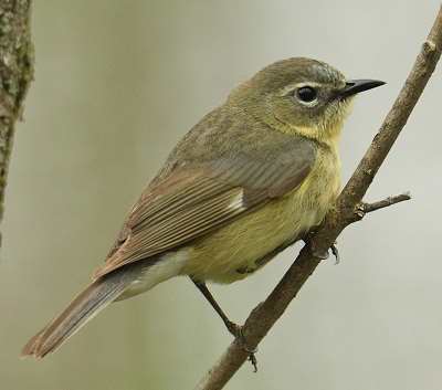 Paruline bleue femelle