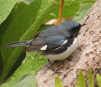 Paruline bleue