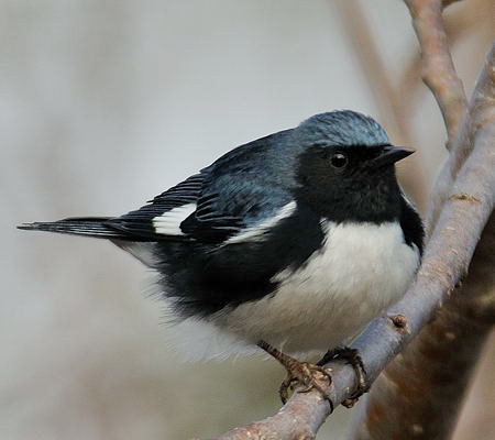 Paruline bleue (mle)