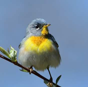 Paruline à collier