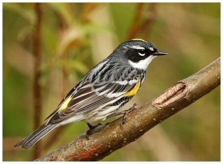 Paruline  croupion jaune