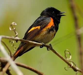 Paruline flamboyante